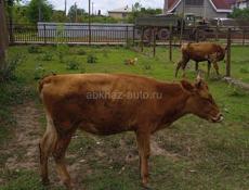 Продаю или меняю на деньги