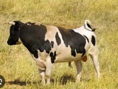 Бычок 170кг Срочно 