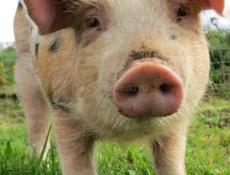 Продаются Паросята