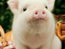 Продаются Паросята