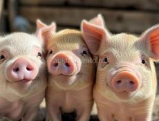 Продаются паросята 