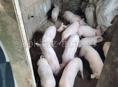 Продаётся поросята 
