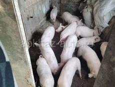 Продаётся поросята 