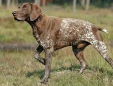 Срочно Куплю щенка КУРЦХАРА кабеля