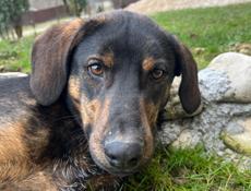 Пёс в добрые руки