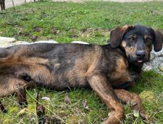 Пёс в добрые руки