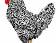 Принимаю заявки на суточных цыплят!