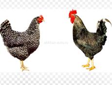 Принимаю заявки на суточных цыплят! 