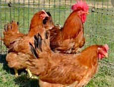 Принимаю заявки на суточных цыплят!