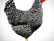 Принимаю заявки на суточных цыплят!