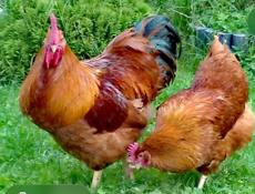 Принимаю заявки на суточных цыплят!