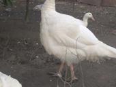 В продаже индюшки 7-8 т  