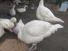 В продаже индюшки 7-8 т  