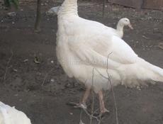 В продаже индюшки 7-8 т  