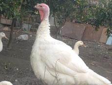 В продаже индюшки 7-8 т  