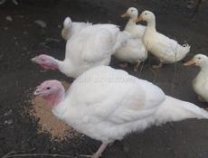 В продаже индюшки 7-8 т  