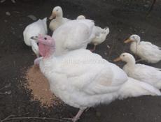 В продаже индюшки 7-8 т  