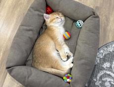 Золотая шиншилла