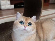 Золотая шиншилла