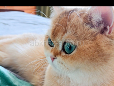 Золотая шиншилла