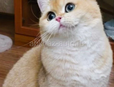 Золотая шиншилла