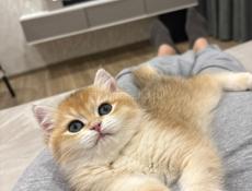 Золотая шиншилла