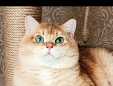 Золотая шиншилла