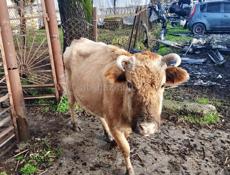 Продам корову 60 т. Р