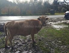 Продам корову 60 т. Р