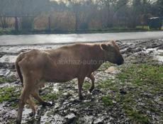 Продам корову 60 т. Р