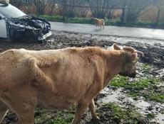 Продам корову 60 т. Р