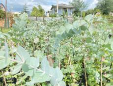 Саженцы Серебристого Эвкалипта