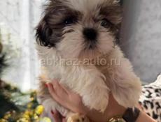 Щенки Ши Тцу 💞💞💞💞💞💞💞💞💞💞💞💞