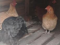 Петух и куры 