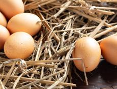 Яйца Инкубационные 