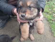 Щенки ищут дом 