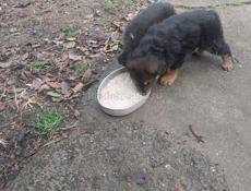 Щенки ищут дом 