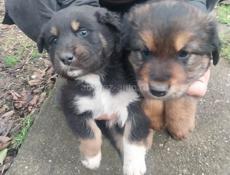 Щенки ищут дом 