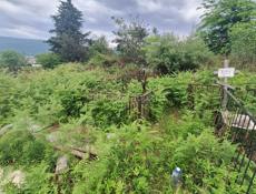 попилим распилим деревья