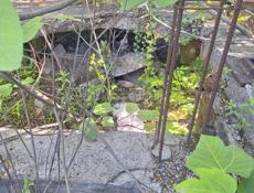 попилим распилим деревья