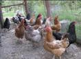 Курицы несушки 