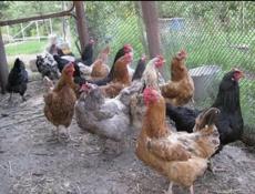 Курицы несушки 