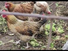 Курицы несушки 