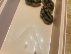 Джунгарские хомячки