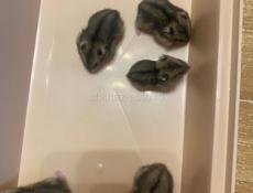 Джунгарские хомячки