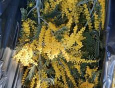 Принимаю мимозу 