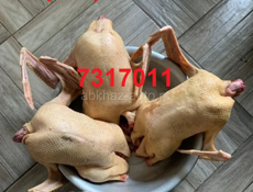 Продам куры  чищеные по 700 рублей