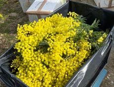 Покупаю мимозу и раскрытую и закрытую 