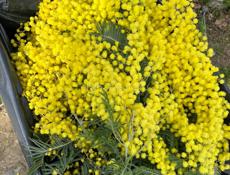 Покупаю мимозу и раскрытую и закрытую 