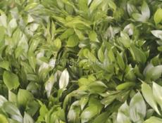 Прием ЗУРМЕХА